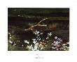 Wishbone by Andrew Wyeth Limited Edition Pricing Art Print