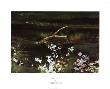 Wishbone by Andrew Wyeth Limited Edition Print