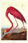 Pink Flamingo by John James Audubon Limited Edition Print