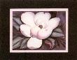 Magnolia Magnific by Janice Sumler Limited Edition Print