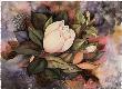Magnolia, Budding by Janice Sumler Limited Edition Print