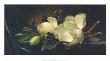 Magnolia Blossom On Blue Velvet by Martin Johnson Heade Limited Edition Pricing Art Print