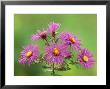 New England Asters, Aster Novae-Angliae by Adam Jones Limited Edition Print