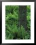 Ferns At The Base Of Tree, Columbia River Gorge, Oregon, Usa by Adam Jones Limited Edition Print