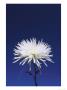 Chrysanthemum And Blue Sky by Adam Jones Limited Edition Pricing Art Print