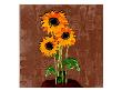 Three Sunflowers Vi by Miguel Paredes Limited Edition Pricing Art Print