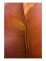 Raw Sienna V by Miguel Paredes Limited Edition Print
