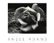 Rose And Driftwood by Ansel Adams Limited Edition Print