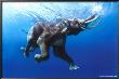 Elephant Swimming by Steve Bloom Limited Edition Print