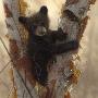 Curious Cub I by Collin Bogle Limited Edition Pricing Art Print