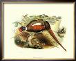 Pheasant Mongolicus by John Gould Limited Edition Print