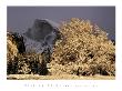 Half Dome And Elm by William Neill Limited Edition Print