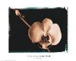 Orchid by Talli Rosner-Kozuch Limited Edition Print