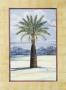 Canary Island Palm by Paul Brent Limited Edition Pricing Art Print