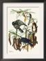 Fish Crow by John James Audubon Limited Edition Print