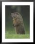 Groundhog Woodchuck, Great Smoky Mountains National Park, Tennessee, Usa by Adam Jones Limited Edition Print
