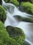 Small Mountain Stream And Moss-Covered Rocks, Great Smoky Mountains National Park, Tennessee, Usa. by Adam Jones Limited Edition Pricing Art Print