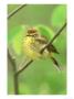 Pine Warbler, Dendroica Pinus Adult Male In Breeding Plumage by Adam Jones Limited Edition Pricing Art Print