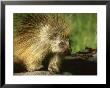 Porcupine, Montana by Bob Bennett Limited Edition Pricing Art Print