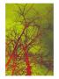 Abstract Trees Viii by Miguel Paredes Limited Edition Pricing Art Print