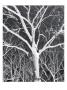 Platinum Trees Iv by Miguel Paredes Limited Edition Print
