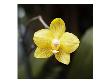 Yellow Orchid by Miguel Paredes Limited Edition Pricing Art Print