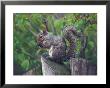 Grey Squirrel On Fencepost by Adam Jones Limited Edition Print