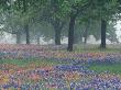 Foggy Field Of Texas Paintbrush And Bluebonnets Beneath Oak Trees, Hill Country, Texas, Usa by Adam Jones Limited Edition Print