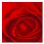 Rose by Miguel Paredes Limited Edition Print