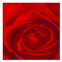 Rose by Miguel Paredes Limited Edition Pricing Art Print