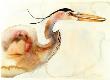 Great Blue Heron by Carol Grigg Limited Edition Print