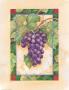 Cabernet Grapes by Paul Brent Limited Edition Pricing Art Print