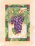 Cabernet Grapes by Paul Brent Limited Edition Print