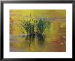 Tuft Of Grass In Deerfield River, Green Mountain National Forest, Vermont, Usa by Adam Jones Limited Edition Print