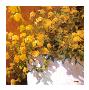 Yellow Geraniums by Philip Craig Limited Edition Pricing Art Print