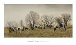 Gypsies Grazing by Peter Sculthorpe Limited Edition Print