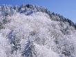 Mountain Top Covered In Snow, Newfound Gap, Great Smoky Mountains National Park, Tennessee, Usa. by Adam Jones Limited Edition Print