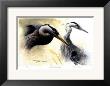 Great Blue Heron Study by Michael Dumas Limited Edition Print