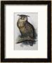 Eagle Owl, Lithographic Plate From The Birds Of Europe by John Gould Limited Edition Pricing Art Print