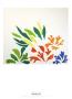 Acanthes by Henri Matisse Limited Edition Print