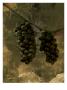 Grape Iv by Miguel Paredes Limited Edition Print