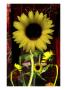 Sunflower Ii by Miguel Paredes Limited Edition Print
