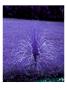 Purple Day by Miguel Paredes Limited Edition Print