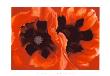 Oriental Poppies, C.1928 by Georgia O'keeffe Limited Edition Print