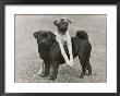 Couple Of Banchory Pugs by Thomas Fall Limited Edition Pricing Art Print