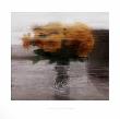 Rosen by Gerhard Richter Limited Edition Print