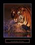 Excellence: Bengal Tiger by Stuart Westmoreland Limited Edition Print