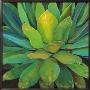 Agave by Jillian David Limited Edition Pricing Art Print