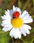 Ladybug And Daisy by Yann Crochet Limited Edition Pricing Art Print