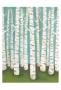 Summer Birches by Lisa Congdon Limited Edition Print